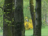 Bäume im Jahreszeitenwechsel-021.JPG